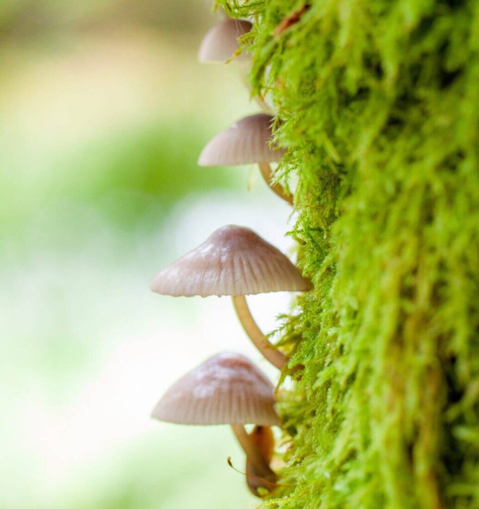 Photo de nature aux tons clairs avec des champignons alignés le long d’un tronc d’arbre recouvert de mousse.