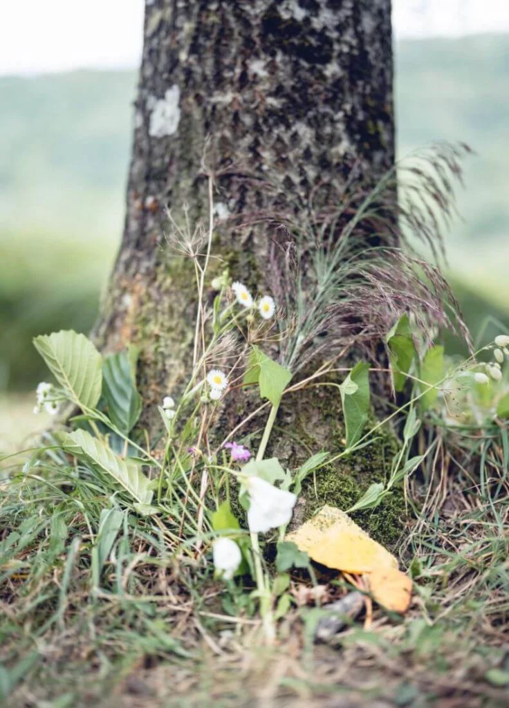 Au pied d’un arbre, un participant a créé un très beau écorituel composé de plusieurs types de feuilles et fleurs.