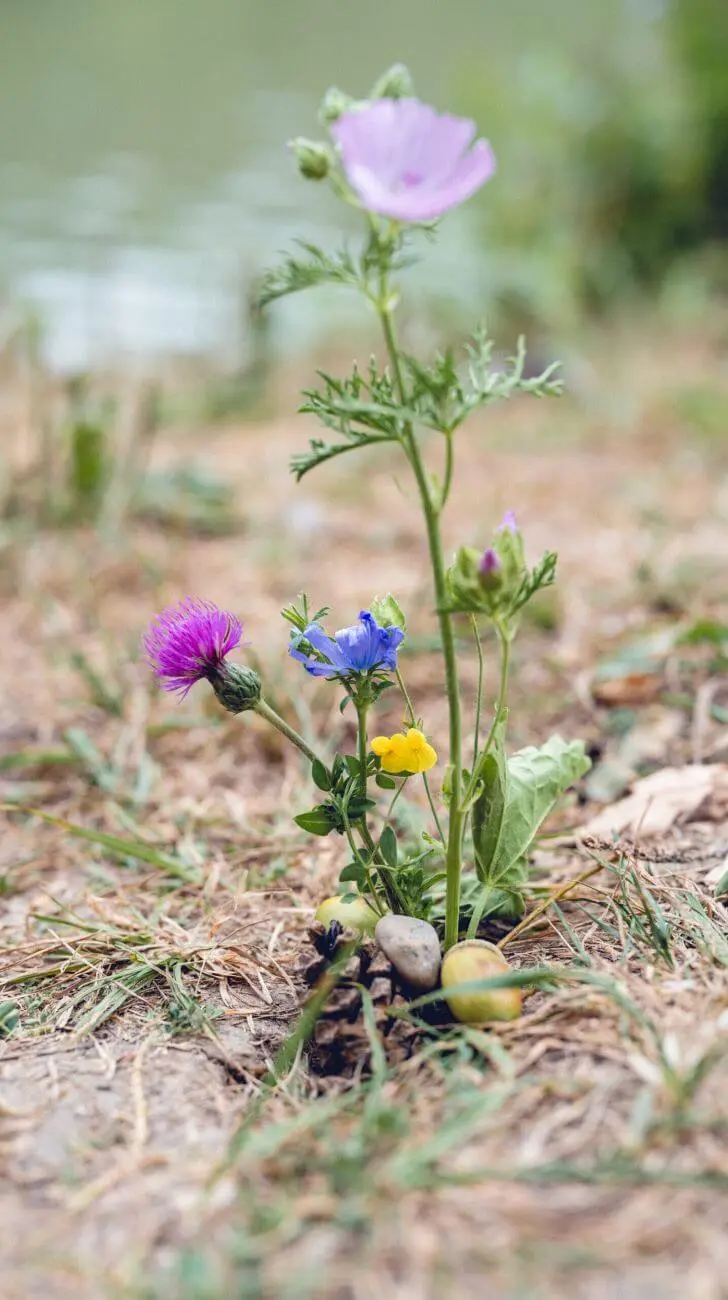 Un salarié qui suit la formation a créé un écorituel avec une pomme de pin et un caillou, tout proche d’un amas naturel de fleurs multicolores.