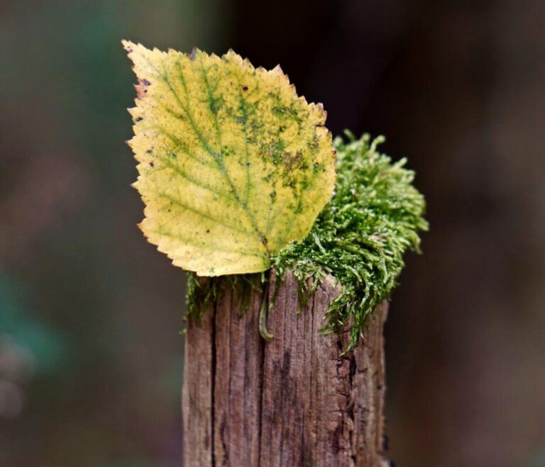 Gros plan sur une feuille posée debout sur de la mousse et se trouvant au sommet d’une souche d’arbre.
