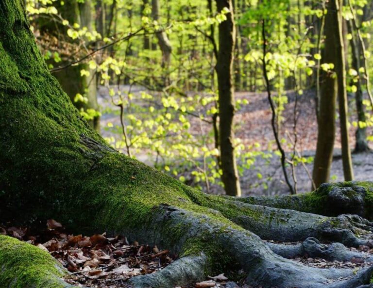 Dans une forêt automnale, gros plan sur de grosses racines d’un arbre, porteuses de symboliques et de sens.