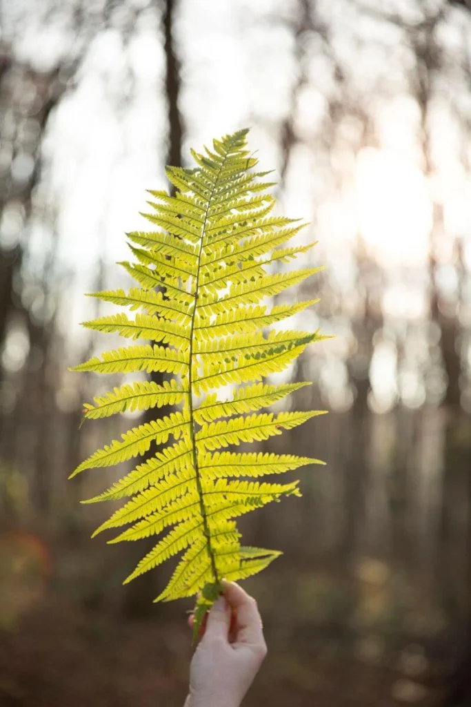 Dans les bois, gros plan sur une grosse feuille de fougère tenue par la main droite d’une femme et orientée vers le soleil.