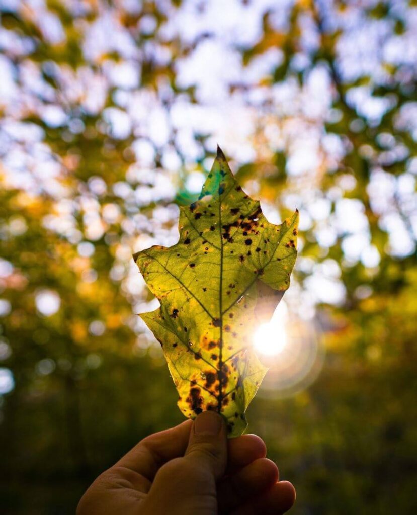 Au milieu des bois, gros plan sur la main gauche d’un homme qui lève une feuille tachetée en direction du soleil.
