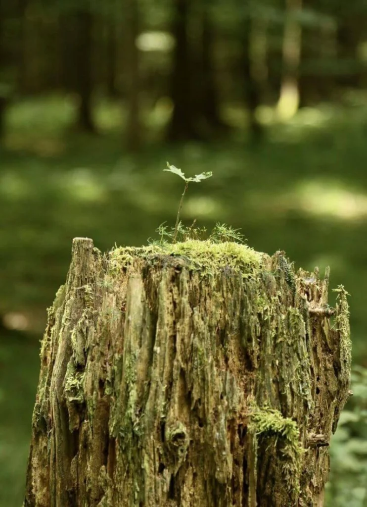 Gros plan sur la souche d’un arbre ayant une jeune pousse en son sommet, utilisée comme métaphore lors d'un travail thérapeutique.